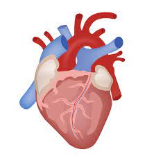 Heart